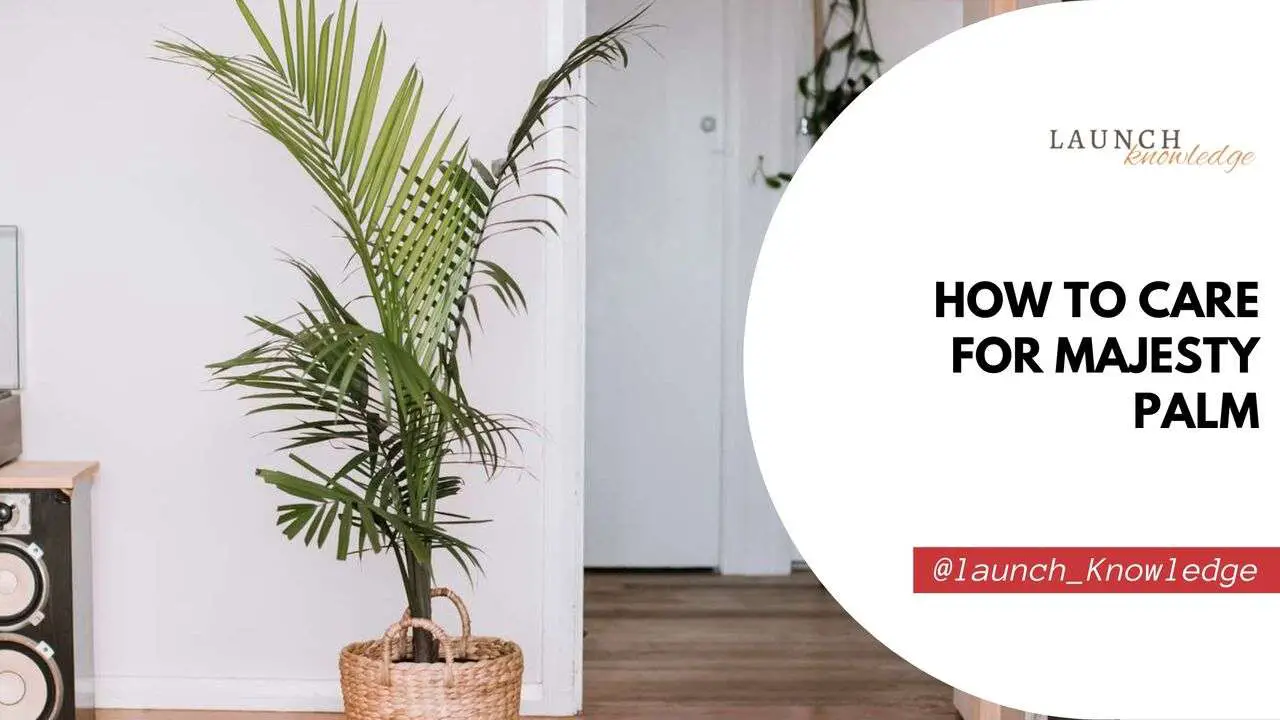How To Care For Majesty Palm