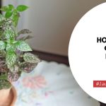 How To Take Care For A Polka Dot Plant