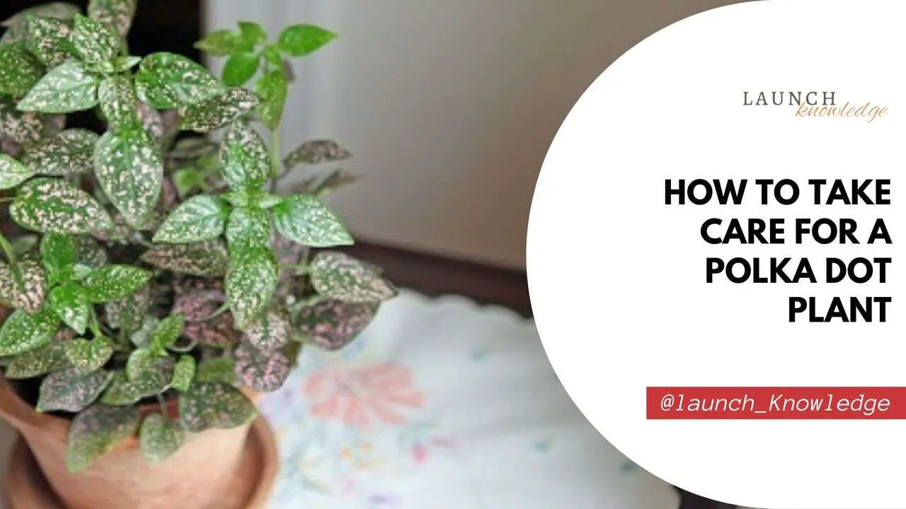 How To Take Care For A Polka Dot Plant