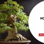 How To Take Care Of A Bonsai