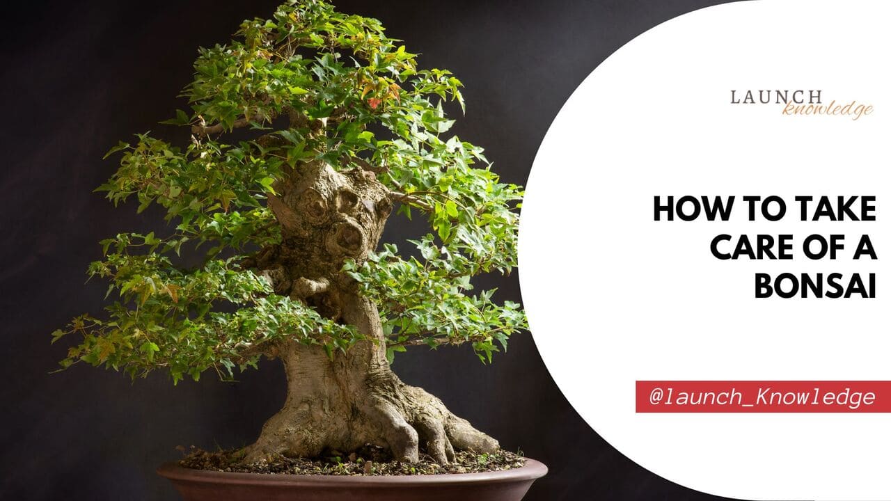 How To Take Care Of A Bonsai