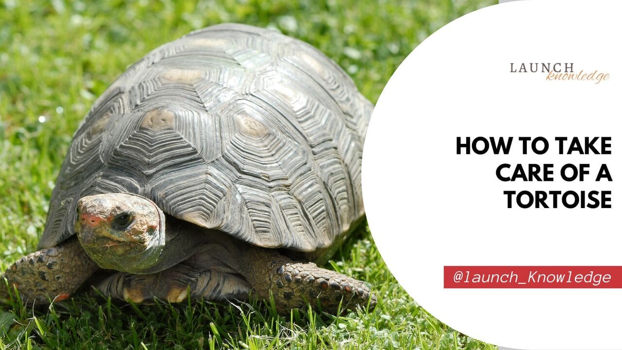 How To Take Care Of A Tortoise