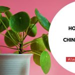 How To Take Care Of Chinese Money Plant