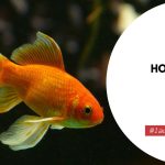 How To Take Care Of Goldfish