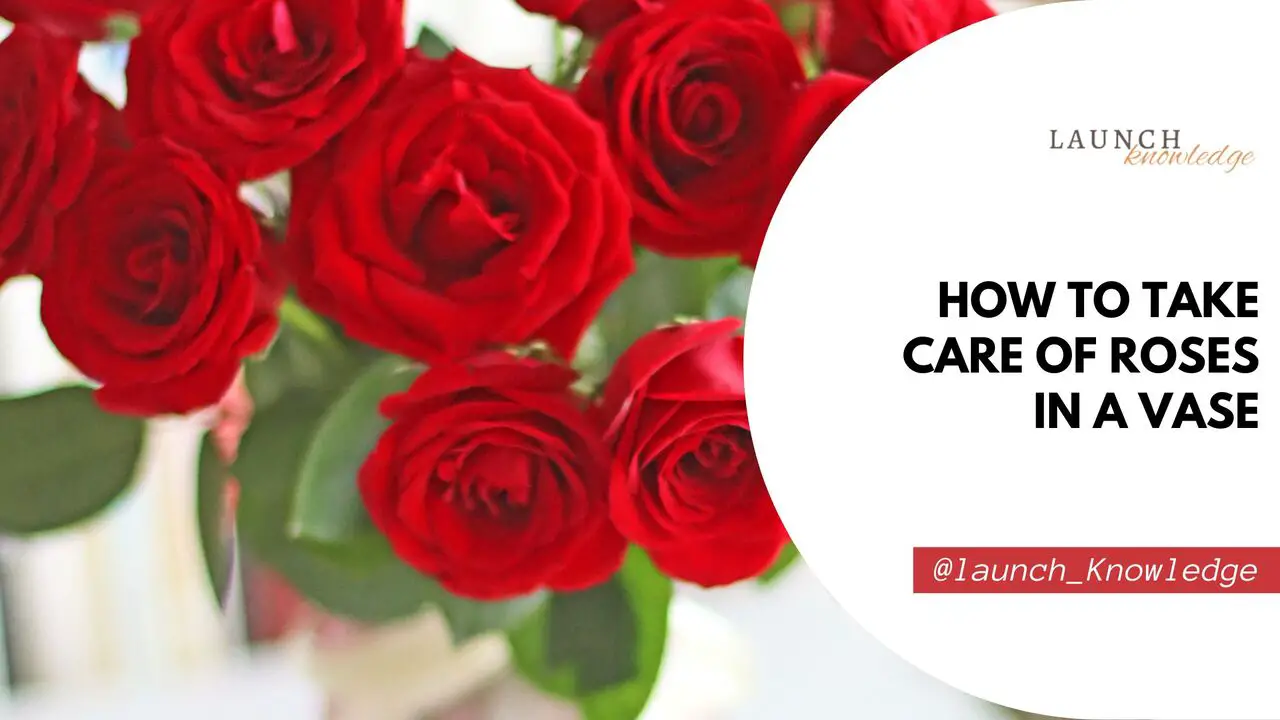 How To Take Care Of Roses In A Vase