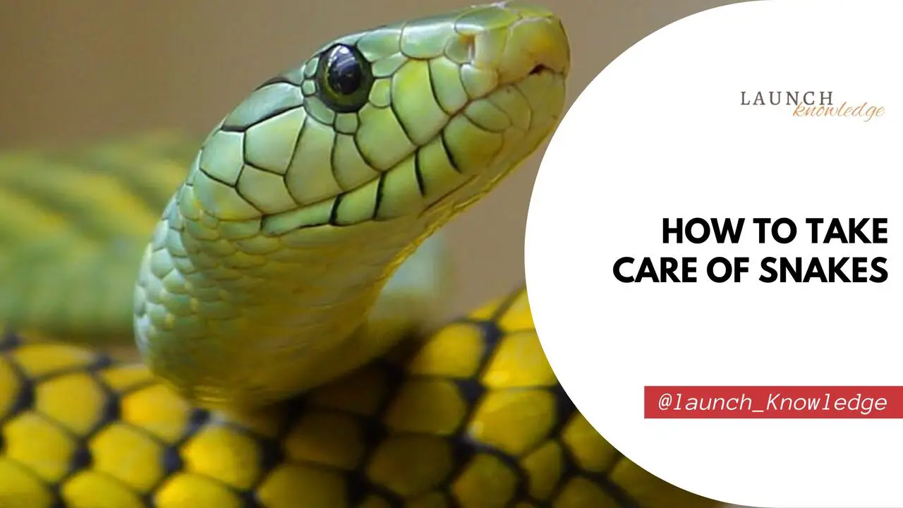 How To Take Care Of Snakes