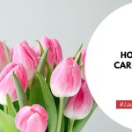 How To Take Care Of Tulips Indoors