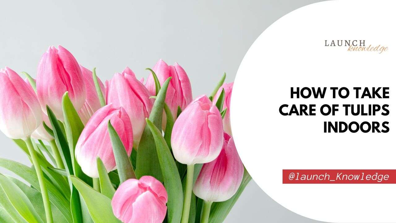 How To Take Care Of Tulips Indoors