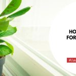 How to Care For a Banana Plant