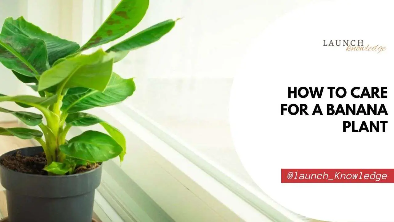 How to Care For a Banana Plant