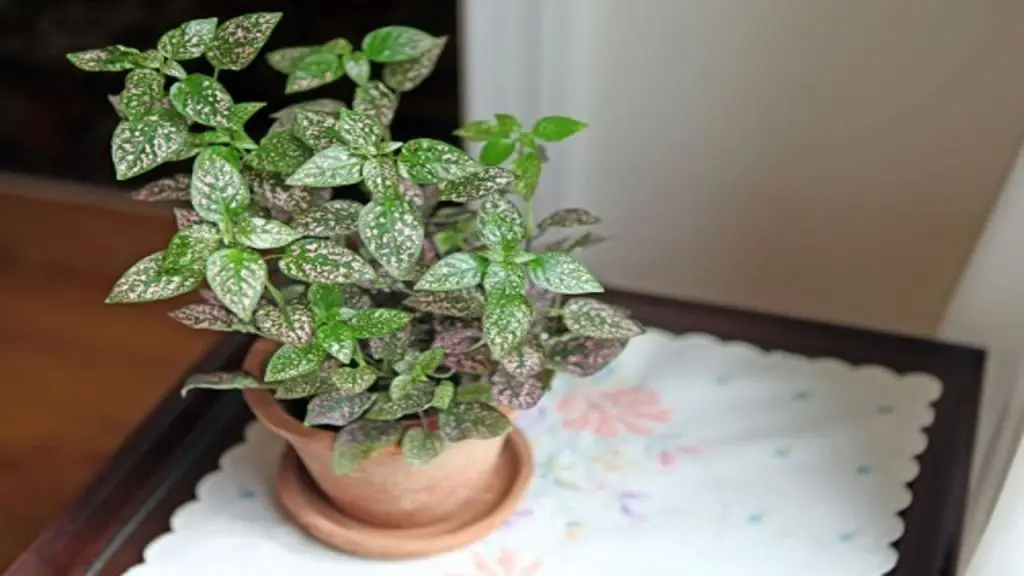 How To Take Care For A Polka Dot Plant 1 polka