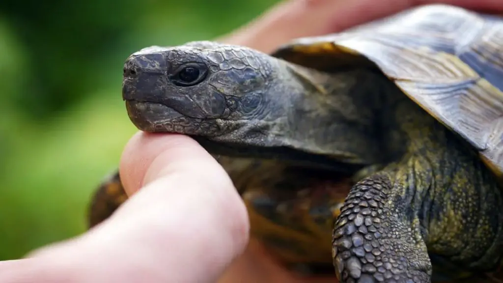 How To Take Care Of A Tortoise 1 small tortoise