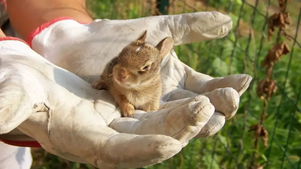 How to Take Care of a Baby Bunny 1 bunny