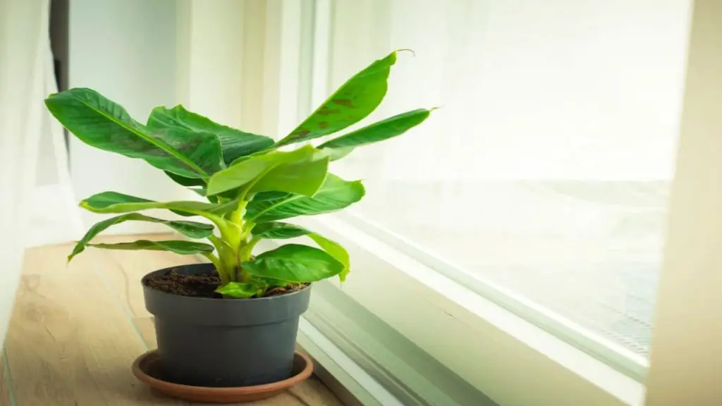 How to Care For a Banana Plant 1 banana