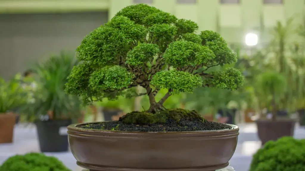 bonsai plant