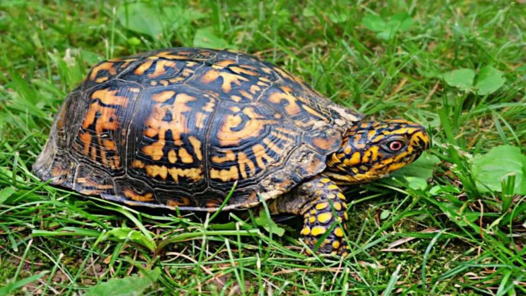 How To Care For A Box Turtle 1 turtle