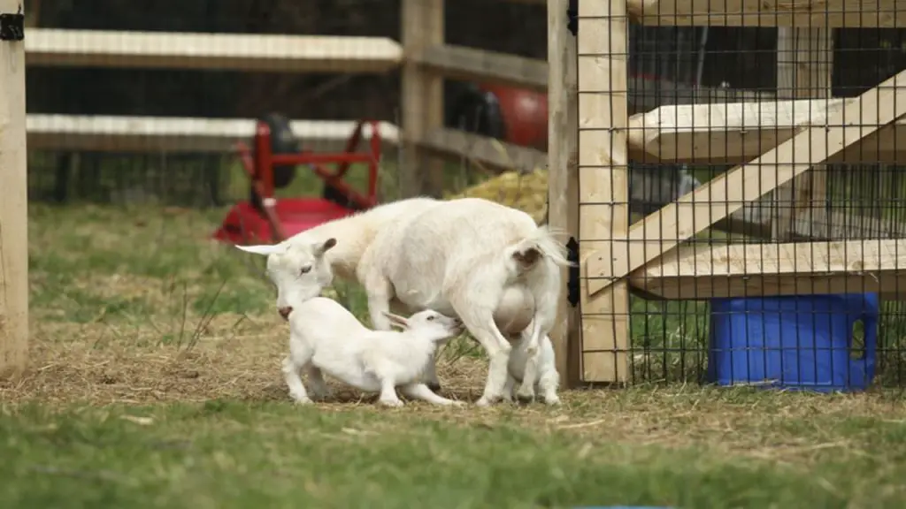 How to Take Care Of Goats 1 two goat