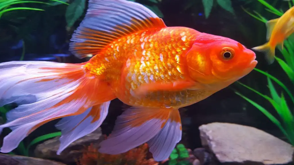 How To Take Care Of Goldfish 1 fish