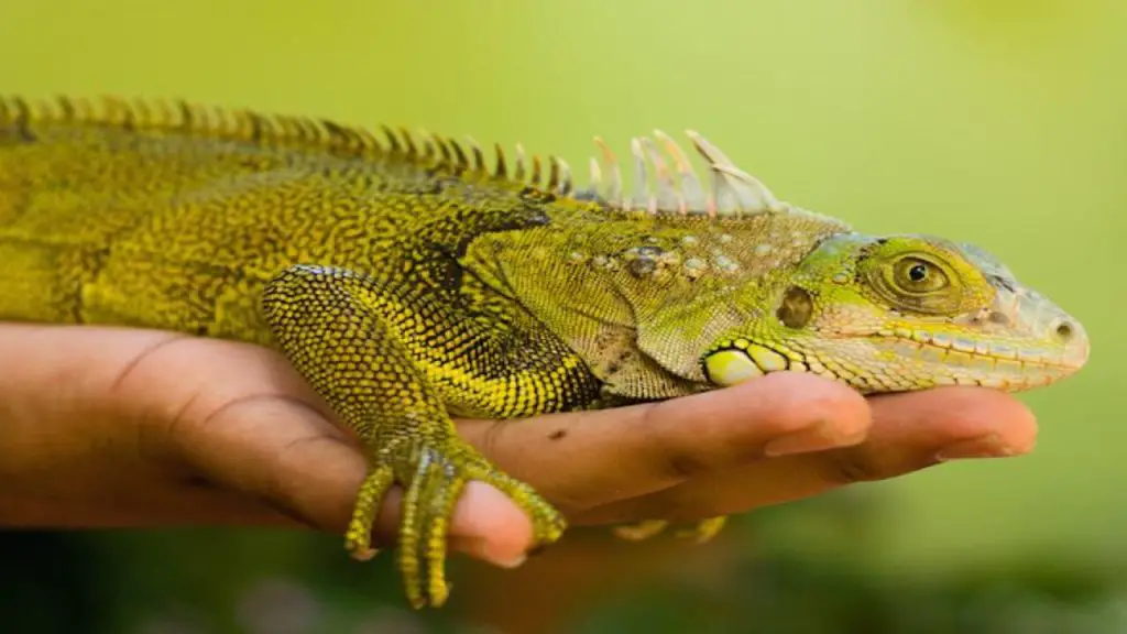 holding a lizard