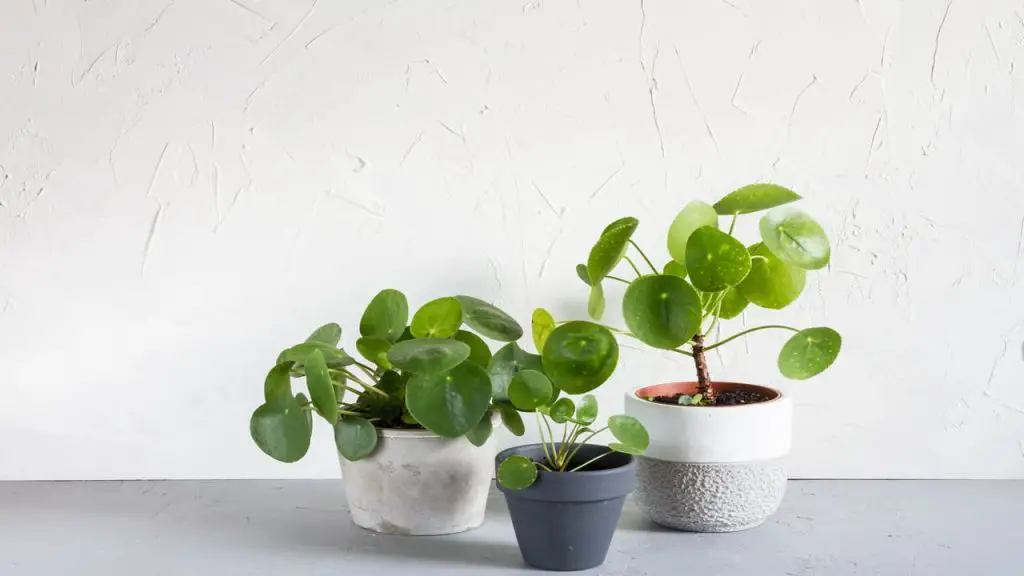 How To Take Care Of Chinese Money Plant 1 chinese money plant