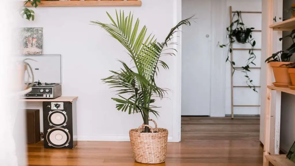How To Care For Majesty Palm 1 palm plant