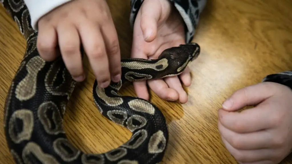 How To Take Care Of Snakes 1 police snake