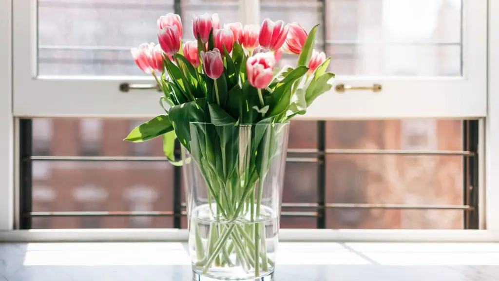 How To Take Care Of Tulips Indoors 1 tulip plant