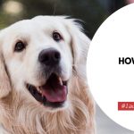 How Long Do Dogs Live