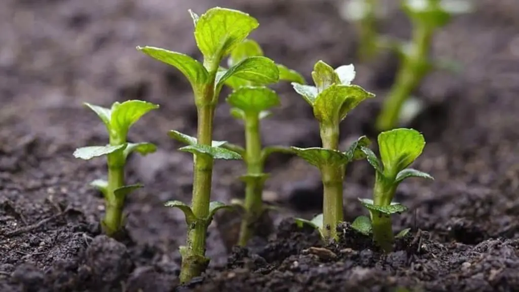 How Long Does It Take For a Plant to Grow 1 mint plant