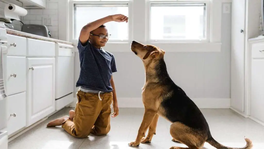 How To Train a Dog 1 training a dog