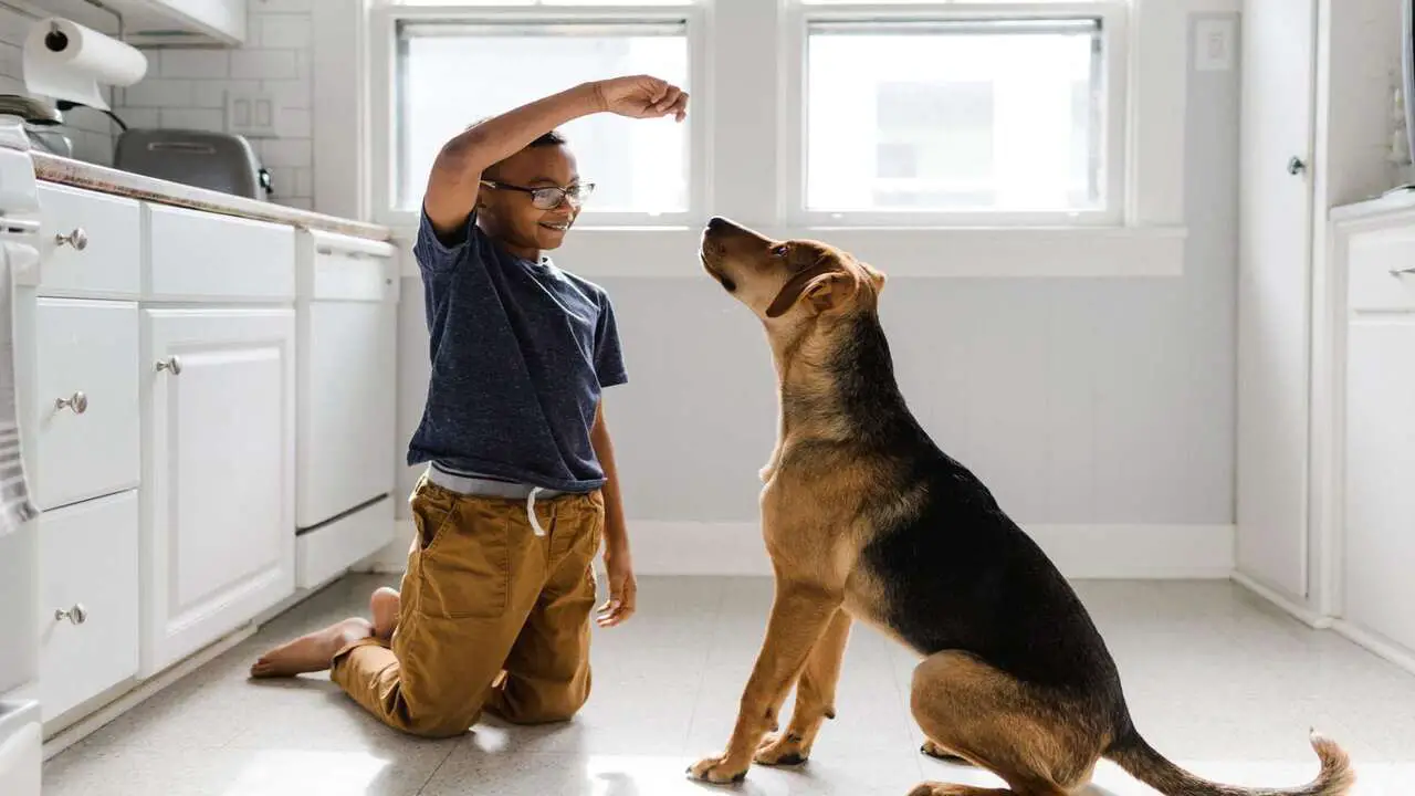 How To Train a Dog - Launch Knowledge