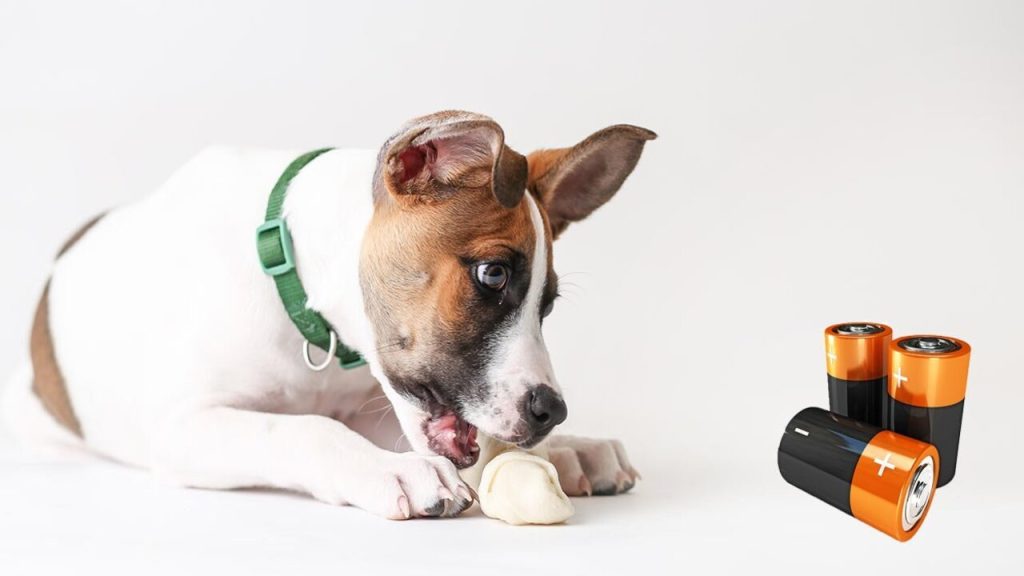 dog and battery