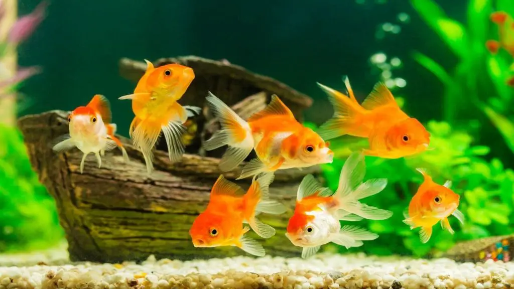 How Long Do Fish Live 1 goldfish