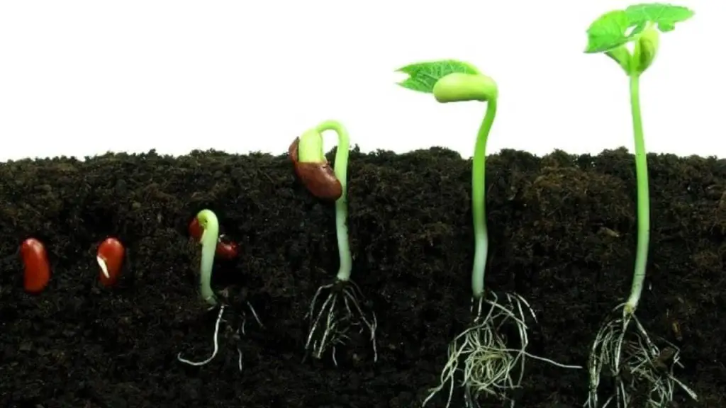 How Long Does It Take For Seeds to Germinate 1 seed