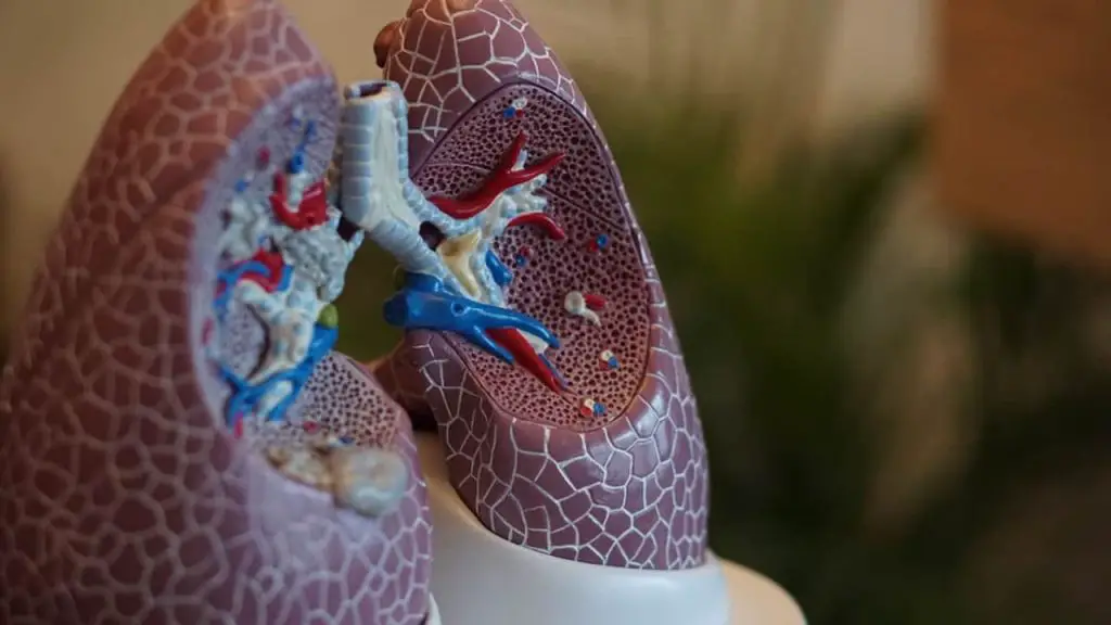 What Happens If You Take Trelegy Twice a Day 1 lungs